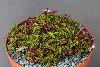 <em>Rubus taiwanicola</em> 'BSWJ317'